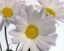 daisy1367