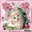 Babcia