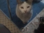 Bibi