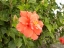 irmina